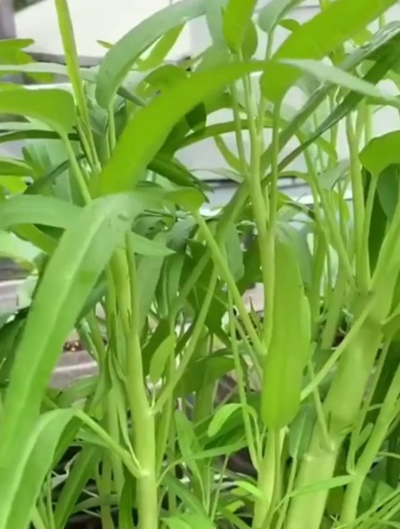 剪了还能长的“白梗空心菜”,产量不比菜地差,种一年都吃不完!