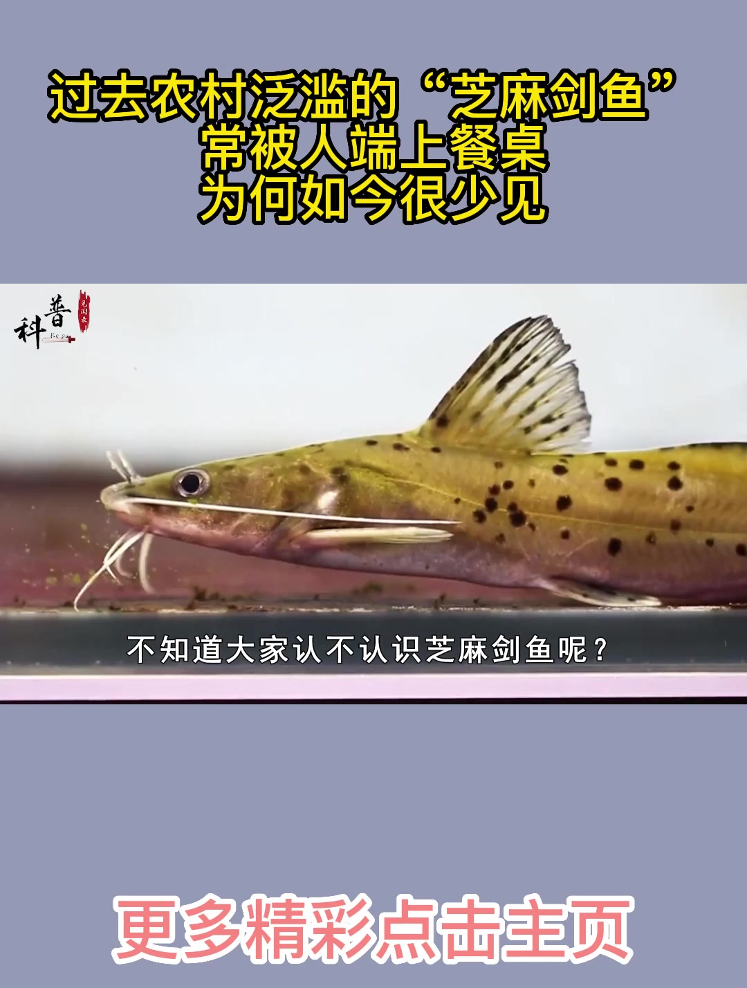 过去农村泛滥的“芝麻剑鱼”,常被人端上餐桌,为何如今很少见?