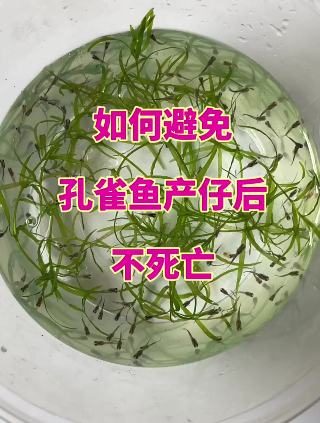 孔雀鱼繁殖期这些事项,记住视频这几点,就可以得到很多孔雀鱼