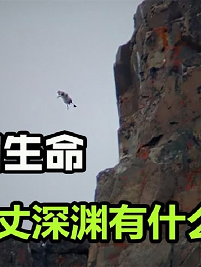 北极鹅有多残忍?一出生就被逼跳悬崖,镜头拍下残酷一幕3