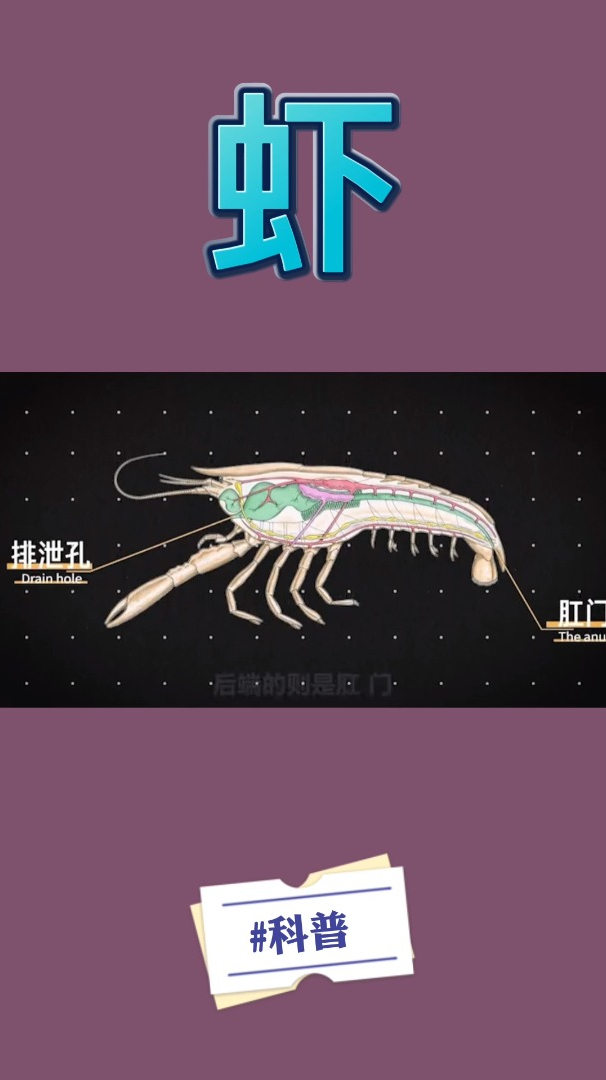 虾线到底是什么东西?虾为啥两个虾线?