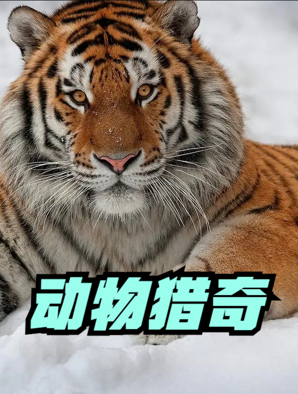 纯种大公鸡入侵野鸡,深得游击战术精髓,把野鸡顿时整懵圈了1