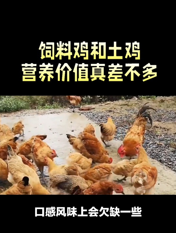 饲料鸡和土鸡的营养差别