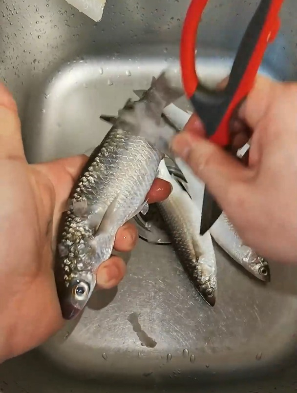 潮汕的味道,乌尖鱼煮豆酱,正宗潮汕煮法,你学会了吗?潮汕海鲜