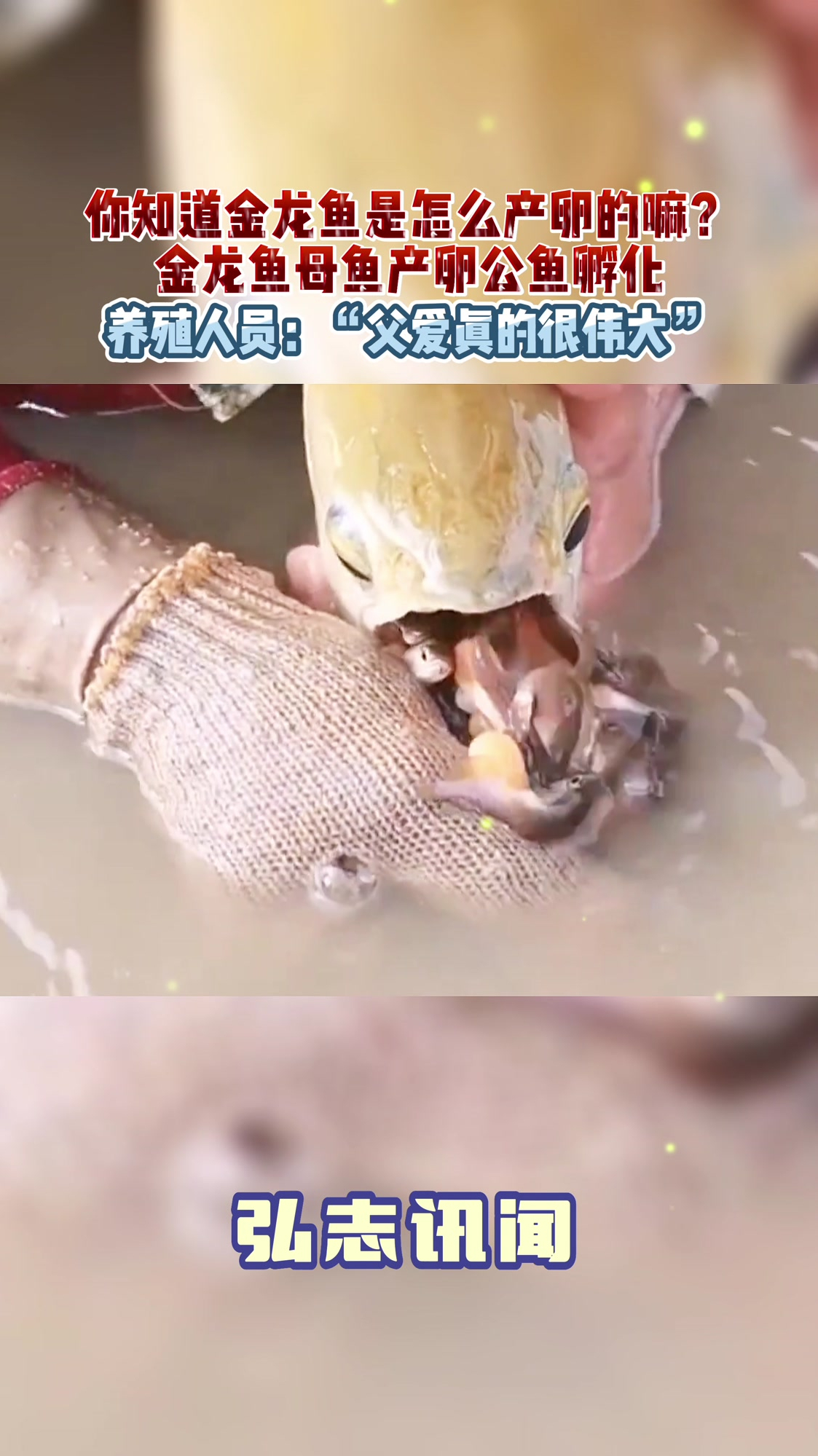 你知道金龙鱼是怎么产卵的嘛?原来金龙鱼母鱼产卵公鱼孵化