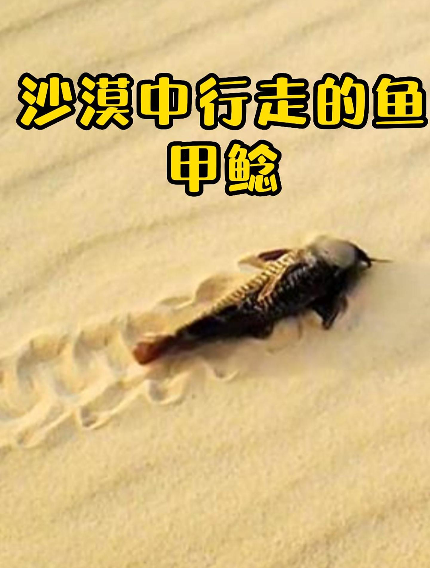 沙漠里行走的鱼,杀出重围来到水源地,结果被一网打尽!