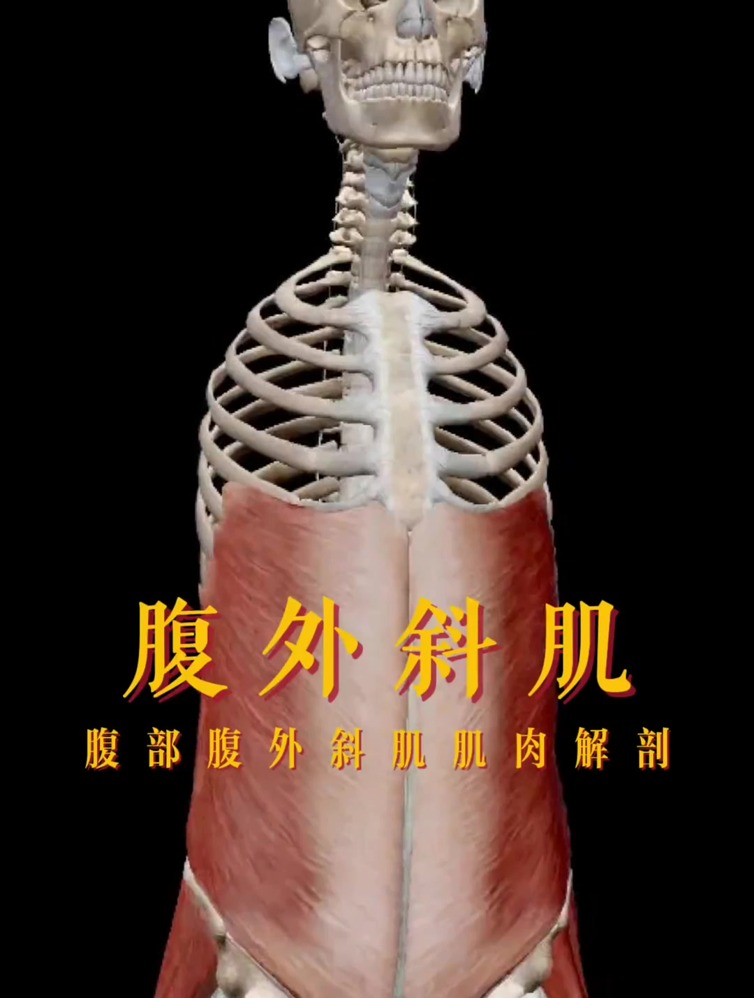 腹外斜肌肌肉解剖