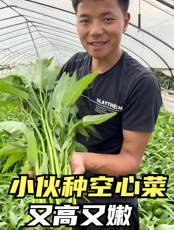 春季种植空心菜,很多人第1步就错了,难怪蔬菜长得矮,产量不高