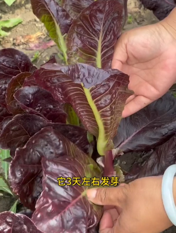 有一种蔬菜叶子长的像“孔雀”尾巴,阳台盆栽上,好看又好吃