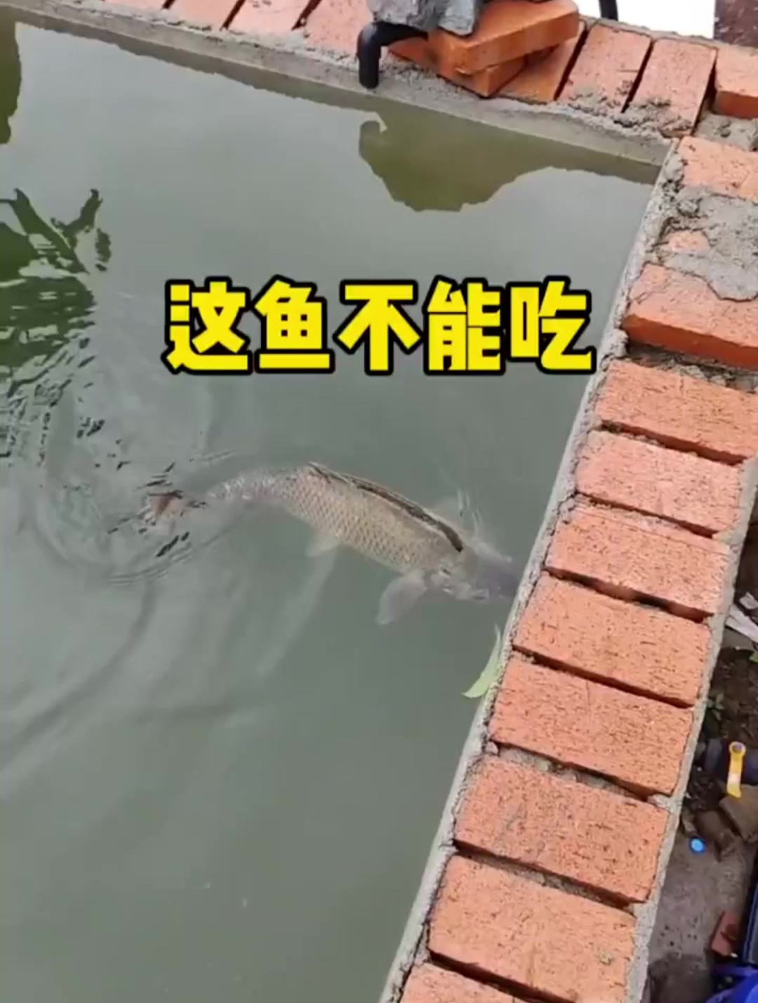 这叫装死说明这条鱼很聪明,吃了绝对会长出高智商