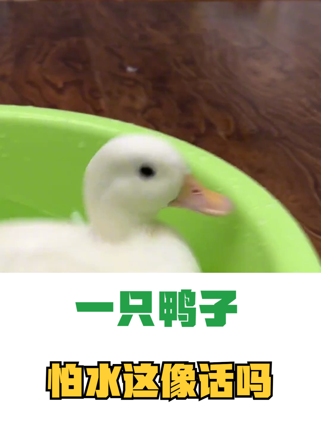 一只鸭子怕水这像话吗?