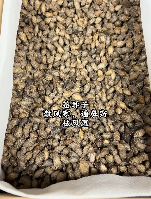 中药科普——苍耳子