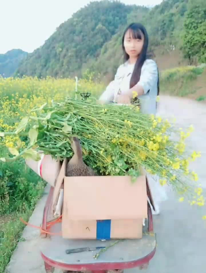 摘菜花回家给鸡鸭鹅猪吃