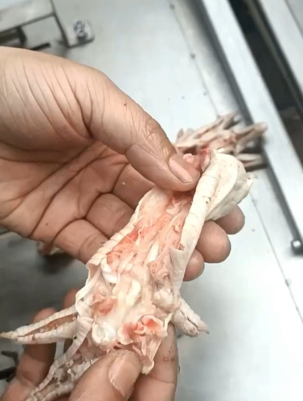 鸡爪脱骨机使用说明