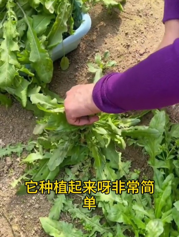 这是真正的“野菜之王”,营养价值高,包饺子鲜香味美!