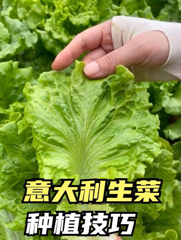 种植意大利生菜需要什么样的土,什么时候种植合适?视频告诉你