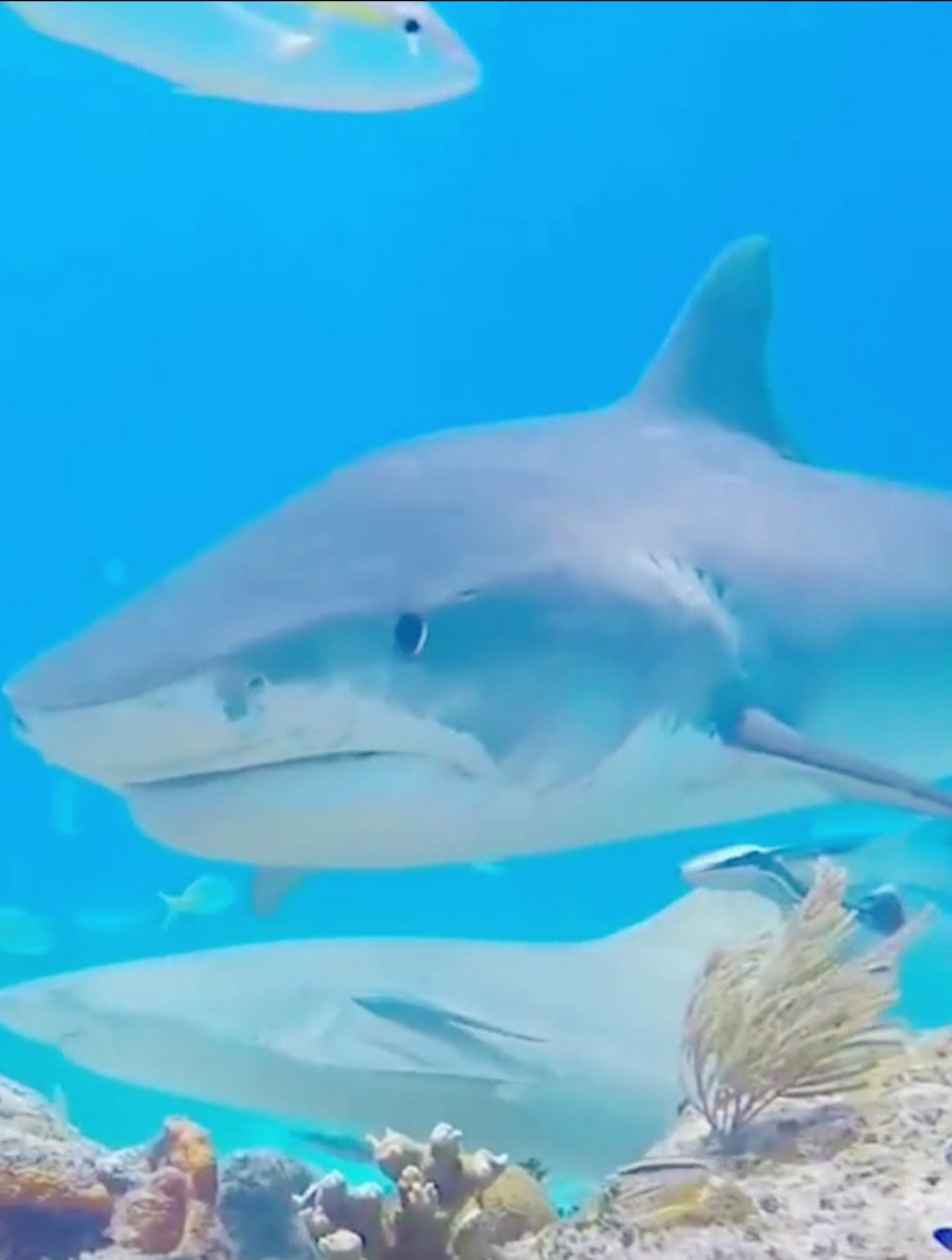 海底世界-鲨鱼为什么不吃旁边的小鱼呢?