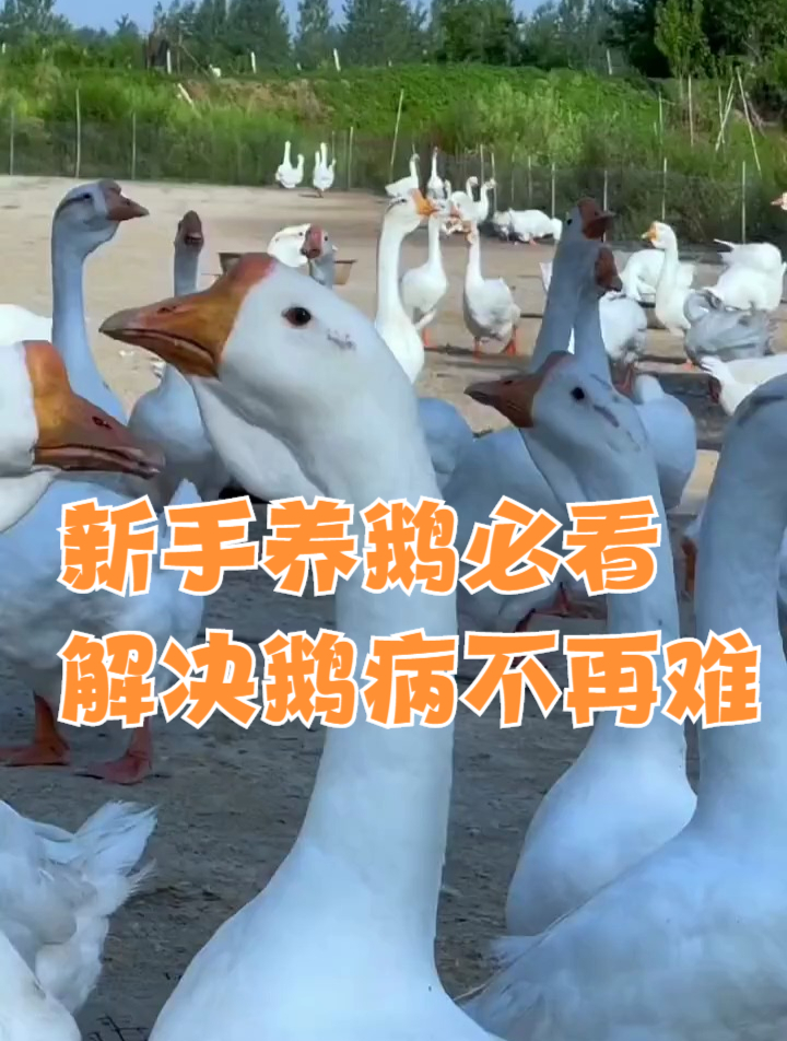 新手养鹅必看解决鹅病不再难