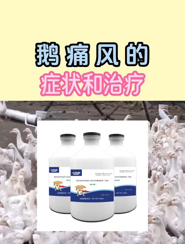 鹅痛风的症状和治疗