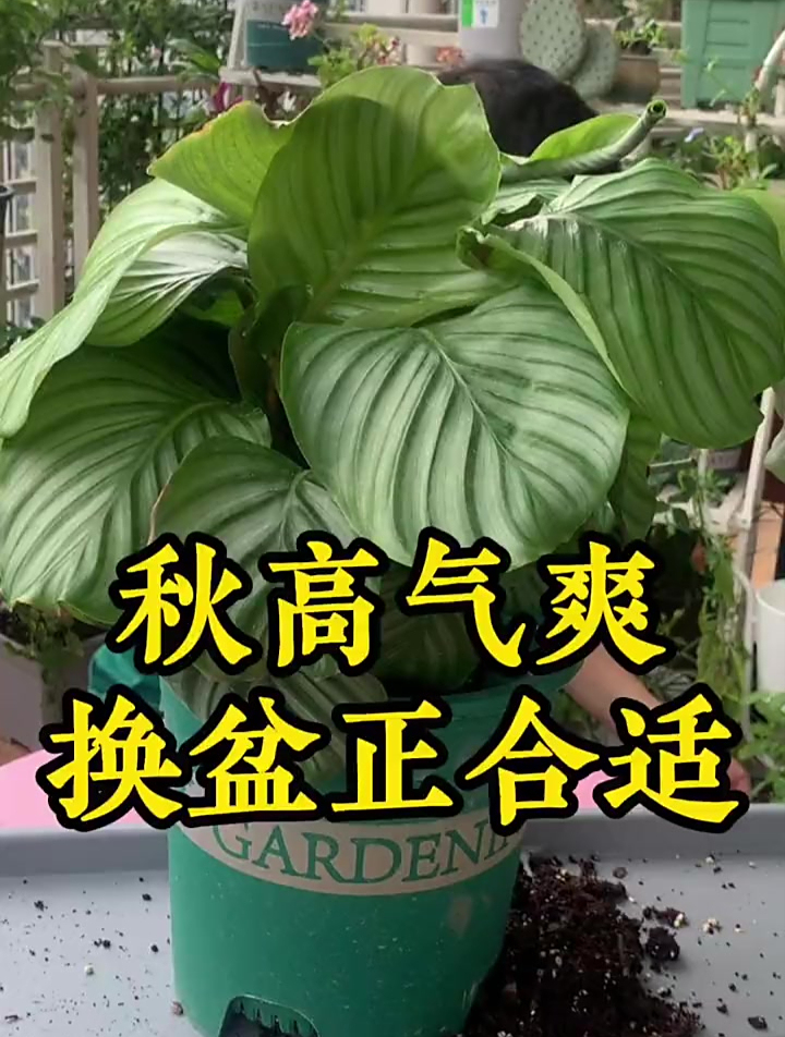 青苹果竹芋委屈一个夏天了!