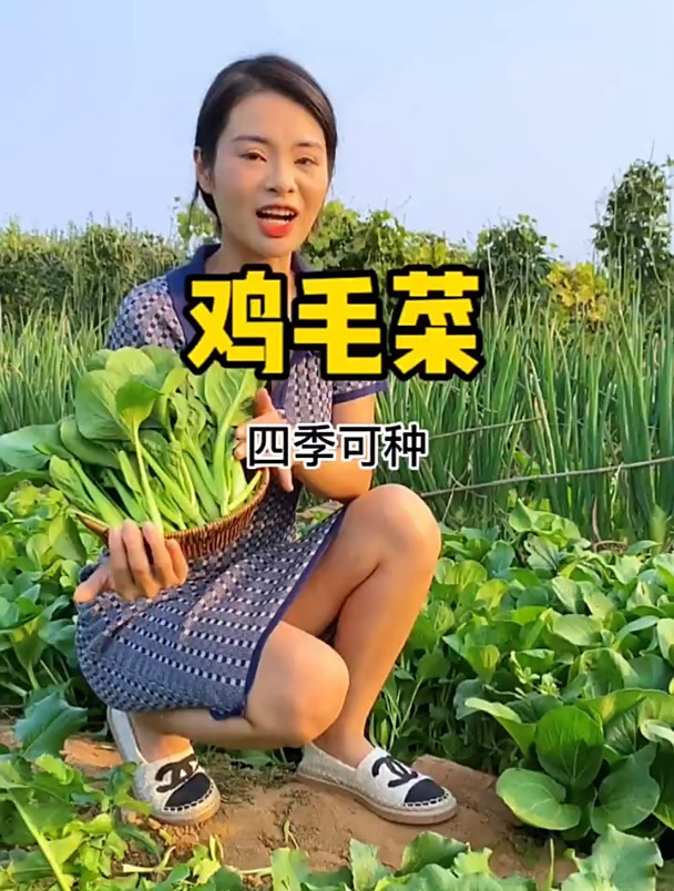 鸡毛菜这样种无病虫害,快种快收,菜农:菜端上来时值了!