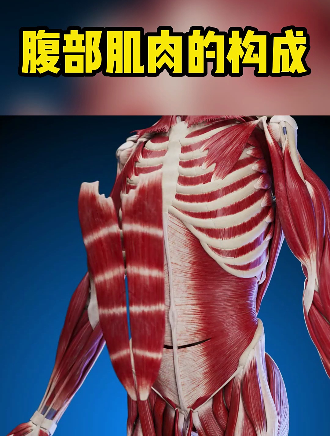 腹部肌肉的构成(3D动画演示)