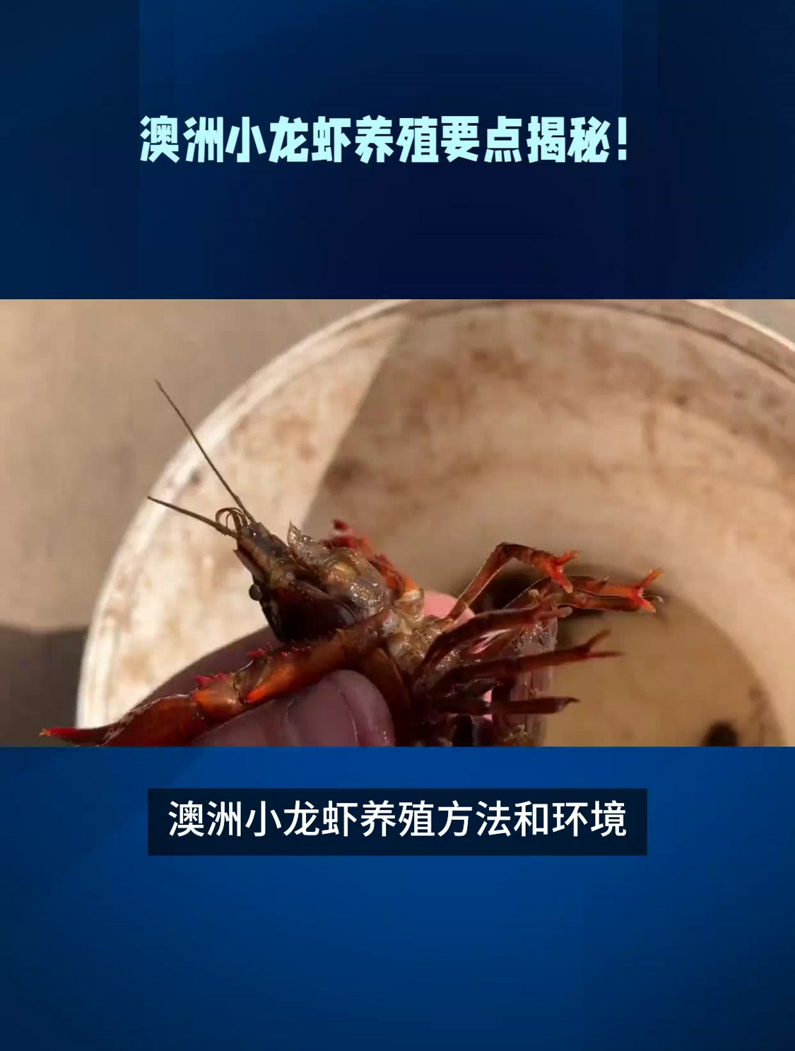 澳洲小龙虾养殖方法和环境