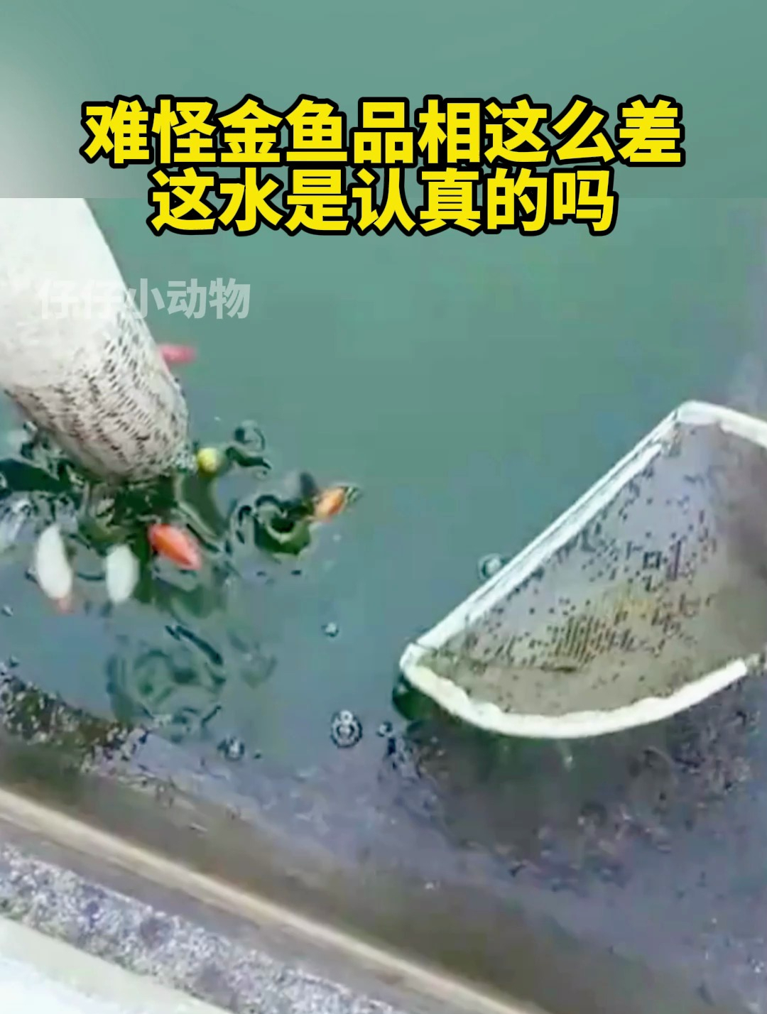 这金鱼那么丑,难道和这水有关啊