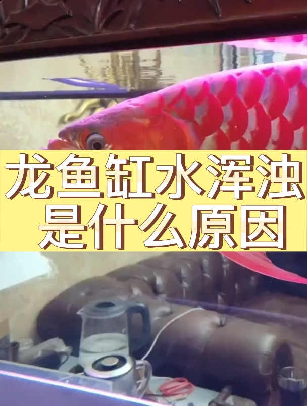 龙鱼缸水浑浊是什么原因?