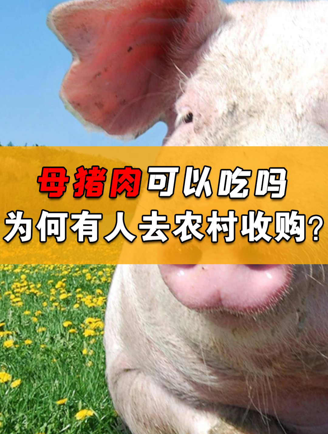 母猪肉吃了对人体有什么危害?为何有人特地去农村收购