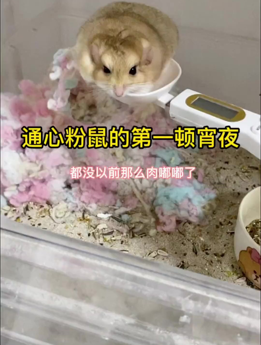 通心粉鼠的第一顿宵夜