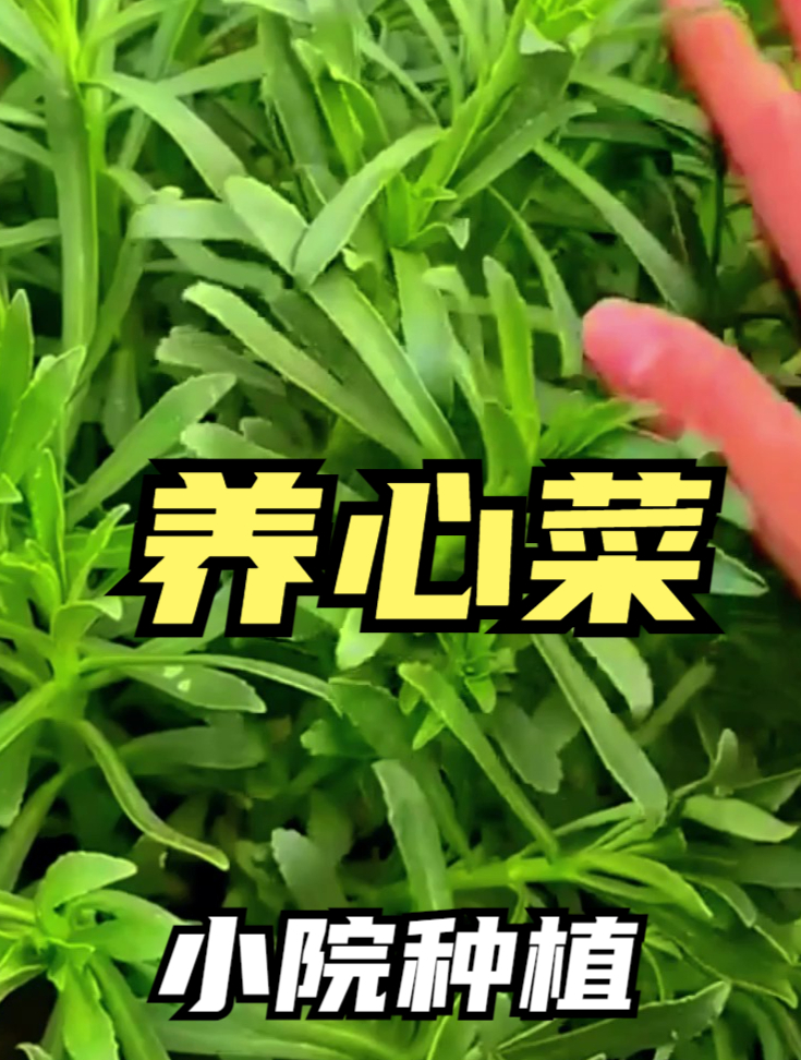 钙含量是鸡蛋的8倍,被称“补钙之王”的养心菜,1个月就能采收!