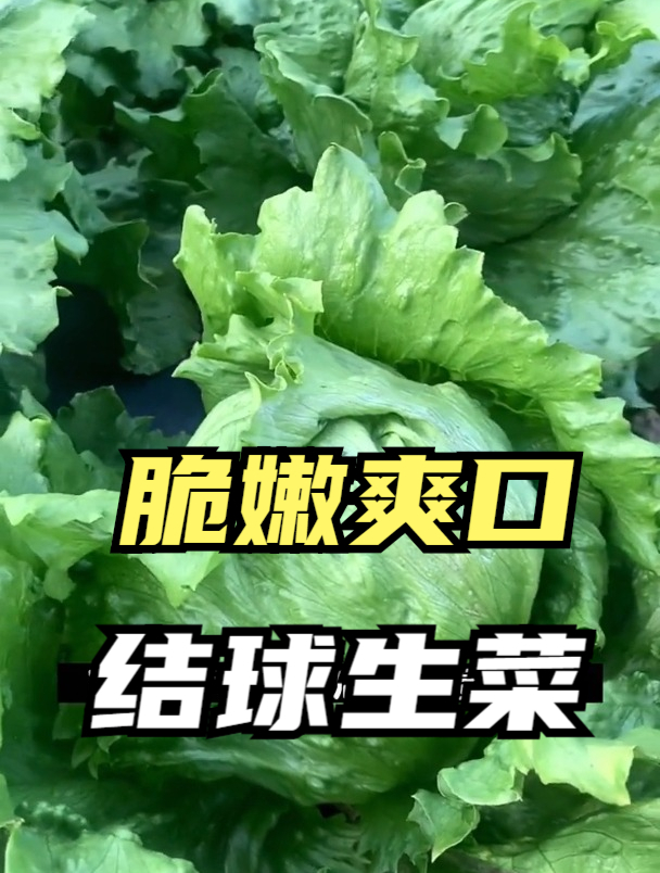 这菜比包菜口感脆,直供高档酒店,比普通生菜营养好,市场88一颗