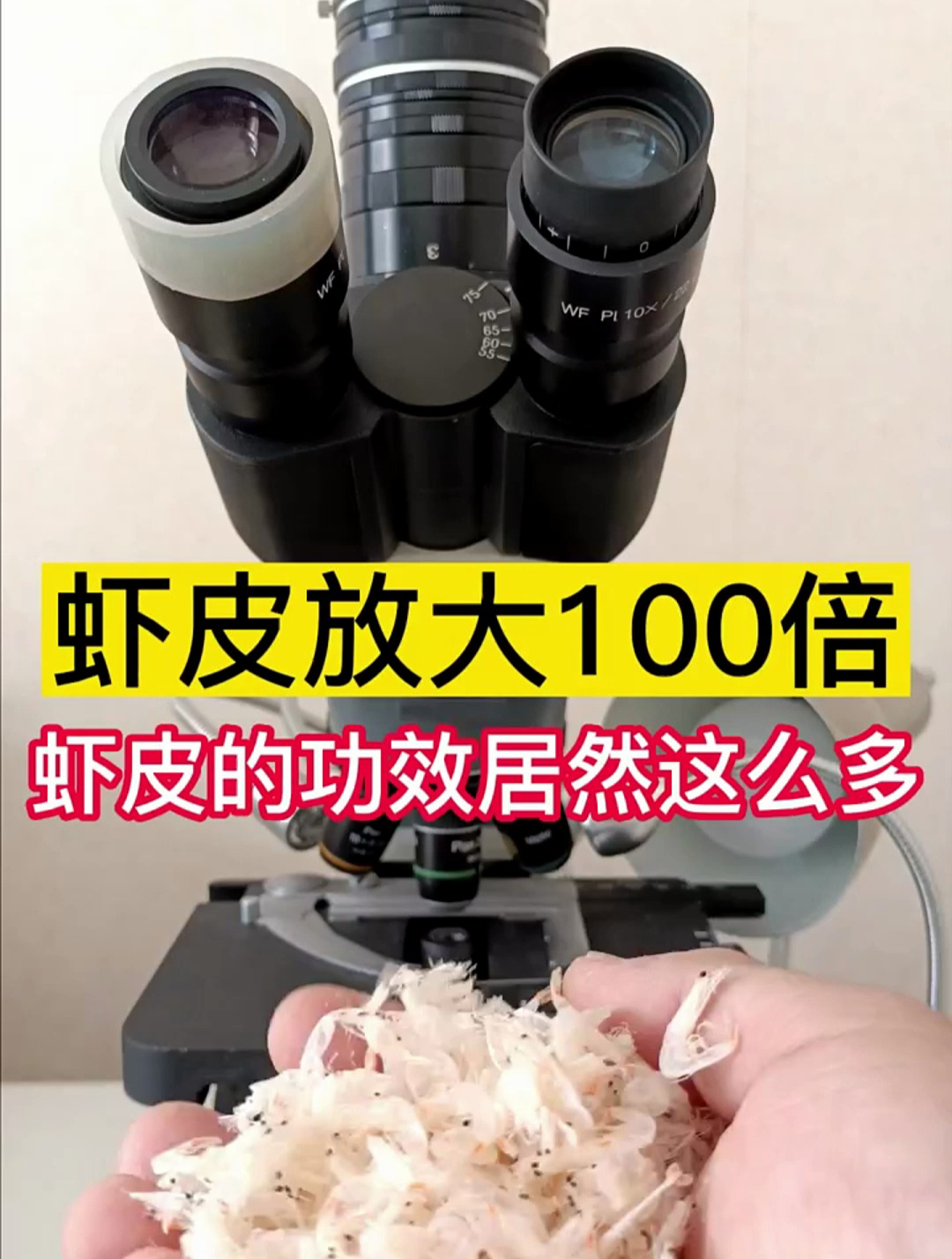 虾皮放大100倍,显微镜下的世界