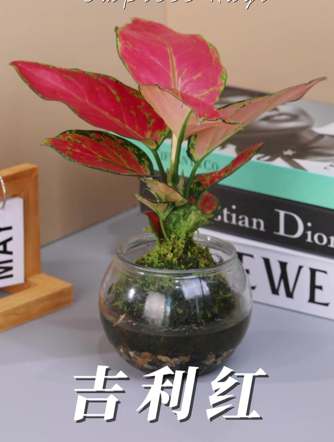 吉利红 纤红 灿烂如意皇后盆栽植物室内耐阴好养 观叶绿植