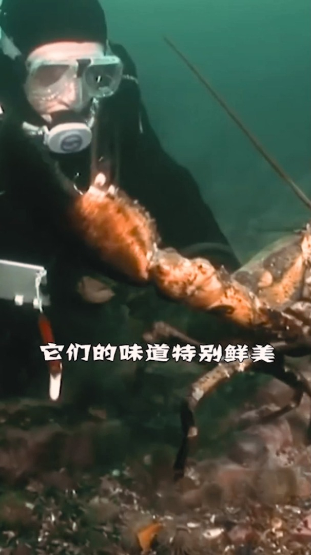 世界上最大的龙虾,据说味道特别鲜美