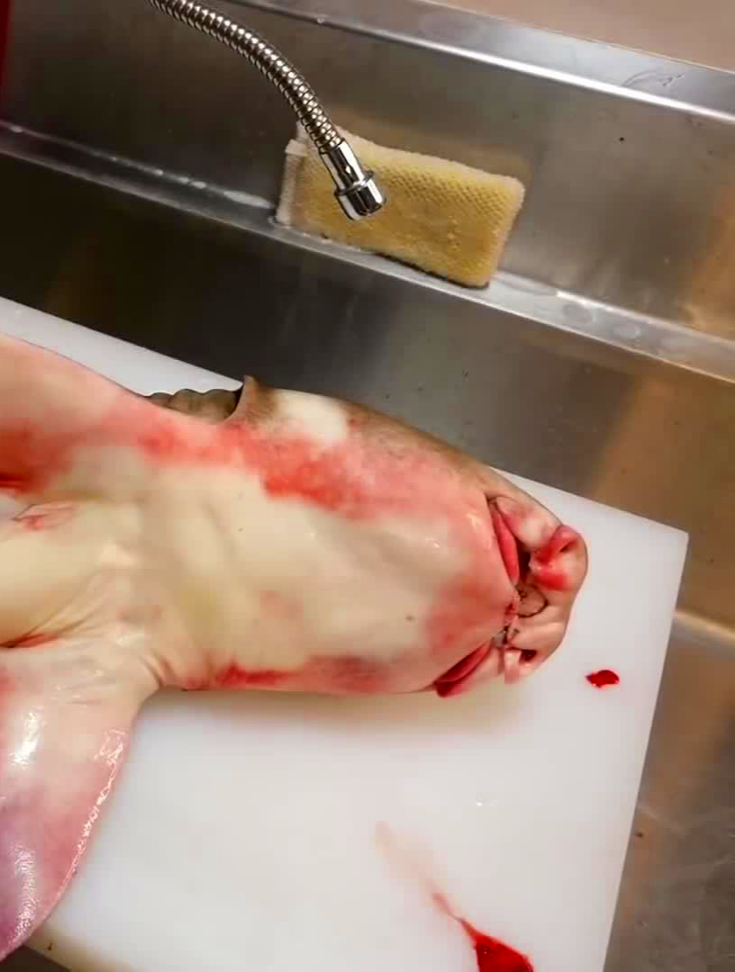 小伙斥巨资购买一条“猪鼻子”的怪鱼,切开肚皮一看白捡五个蛋 4