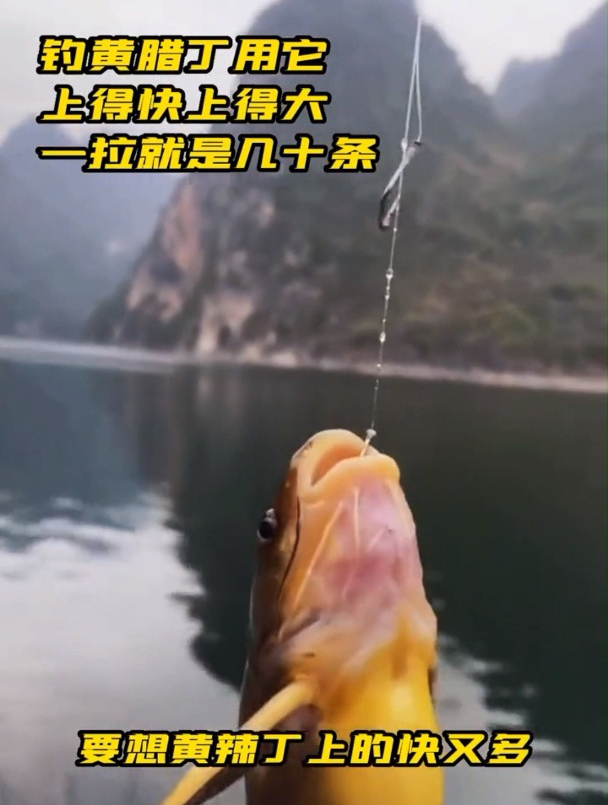 钓黄辣丁比蚯蚓还好用的饵料来了!你还没用吧?随便就能钓十几斤