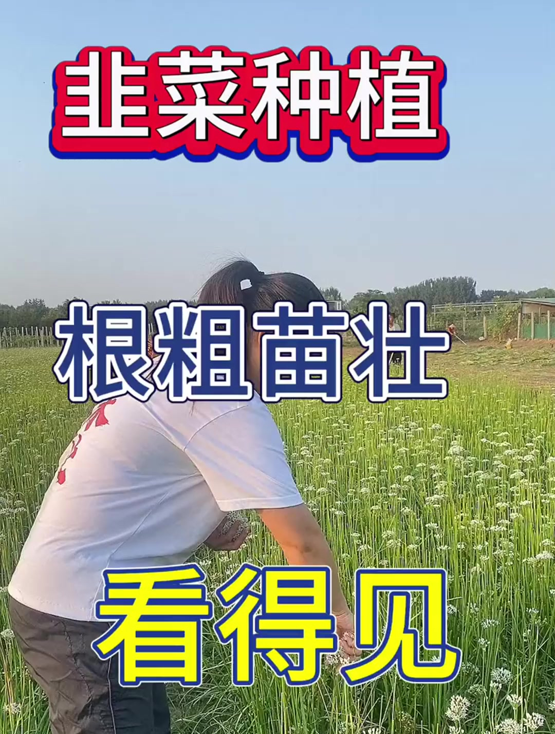 韭菜种植,根粗苗壮看得见