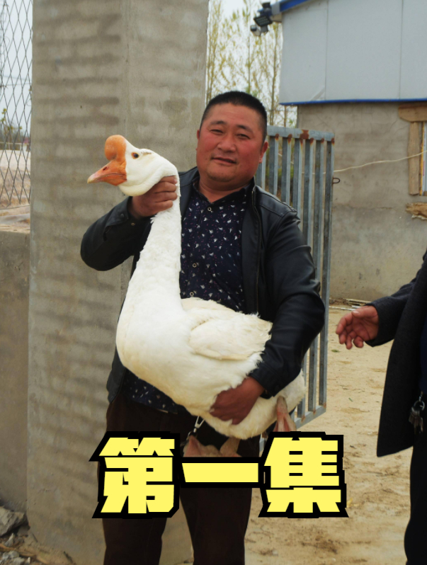 唐山男子养大鹅来下蛋,22年后才发现,这哪里是鹅这是无价之宝