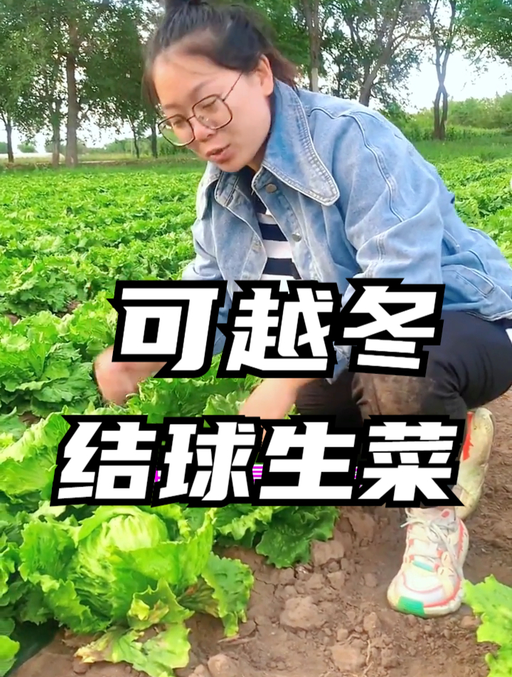 结球生菜到底是生吃还是炒着吃?学会一招,怎么吃都爽口
