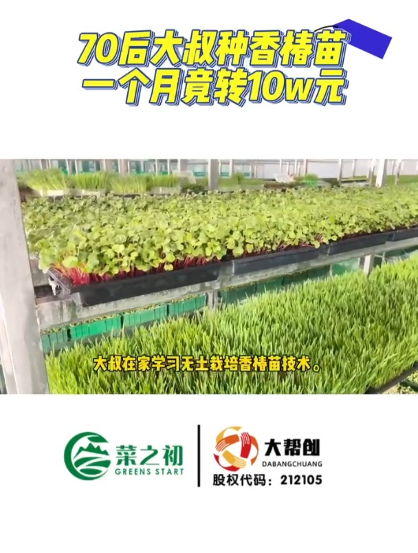 大叔种香椿苗月入十万