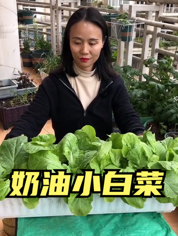 婆婆春季种的奶油白菜,已经采摘2茬了,这是前几天刚种下的!