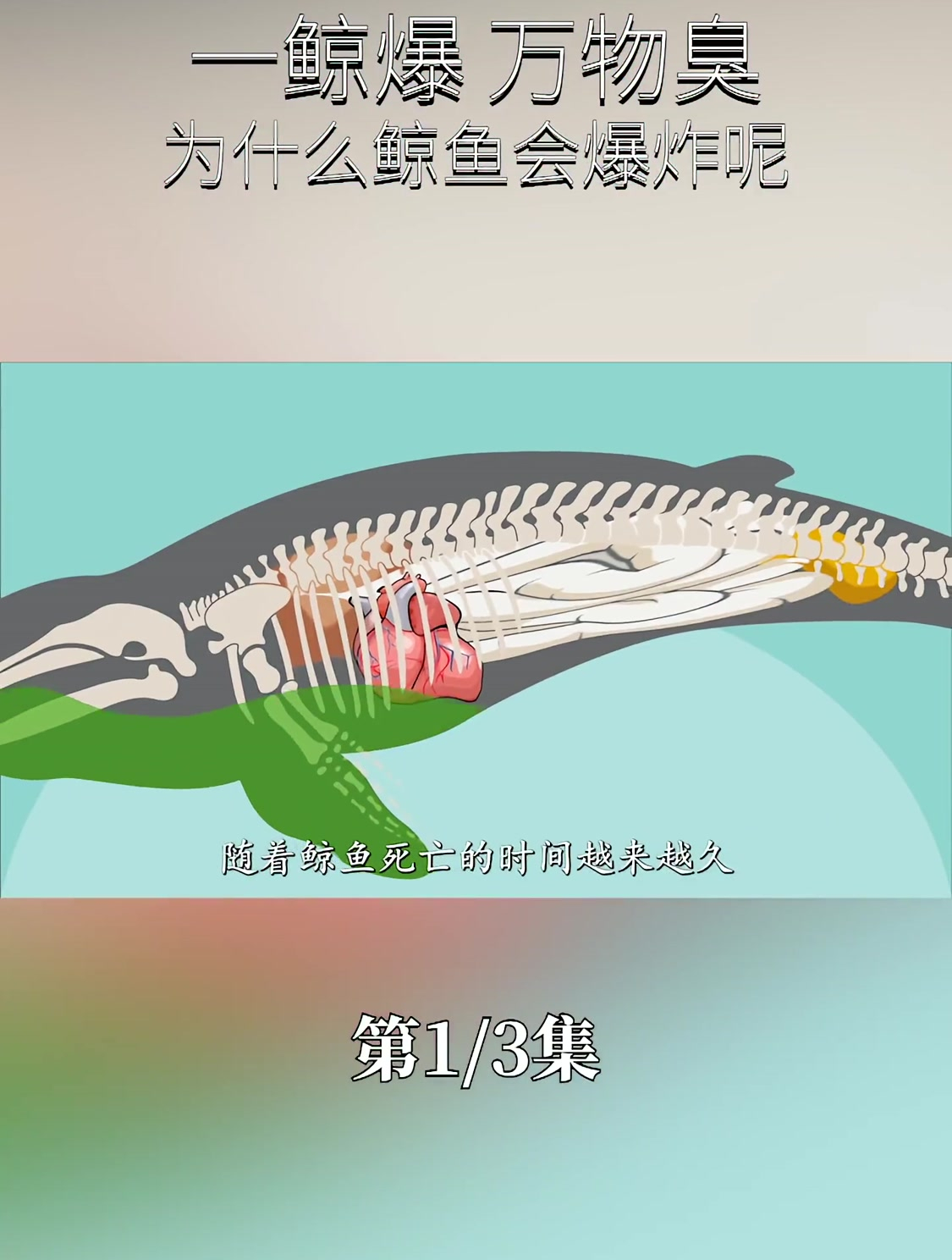 大自然中的生化武器,鲸鱼为什么会发生爆炸(1)