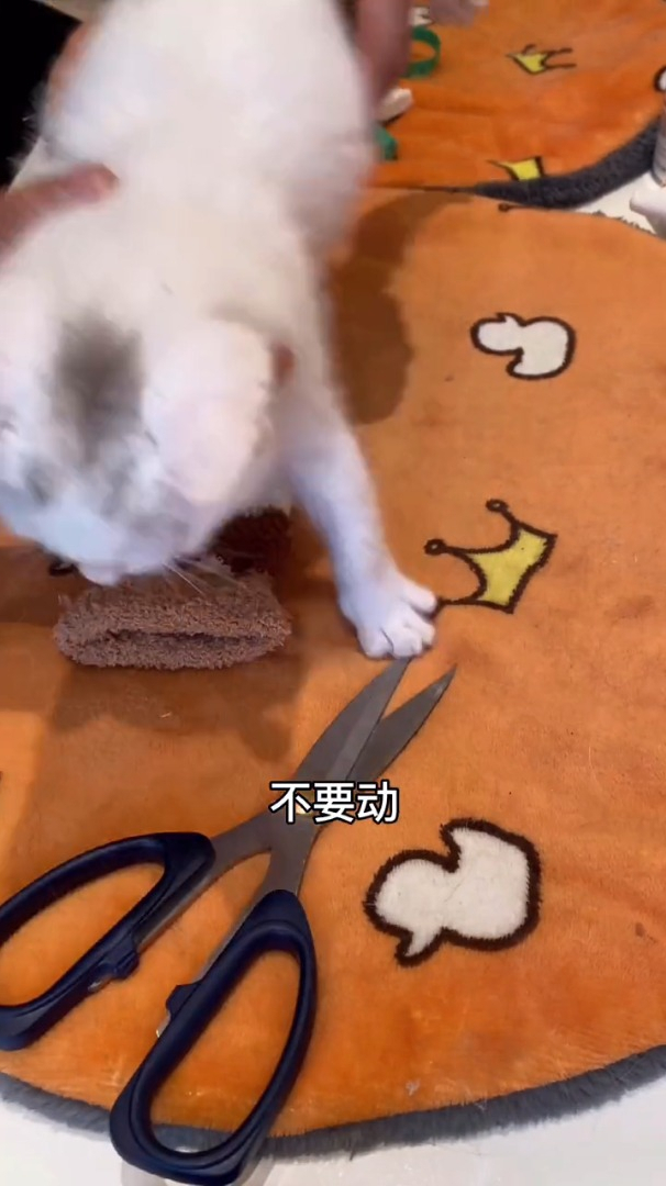 3分钟给小猫咪做新衣服,你学会了吗?快给主子安排起来吧!