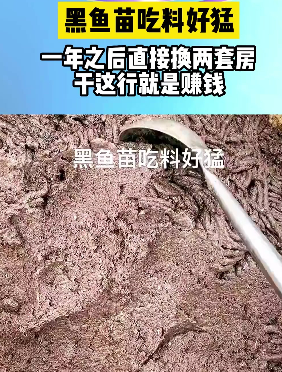1黑鱼苗吃料好猛,一年之后直接换两套房,干这行就是赚钱