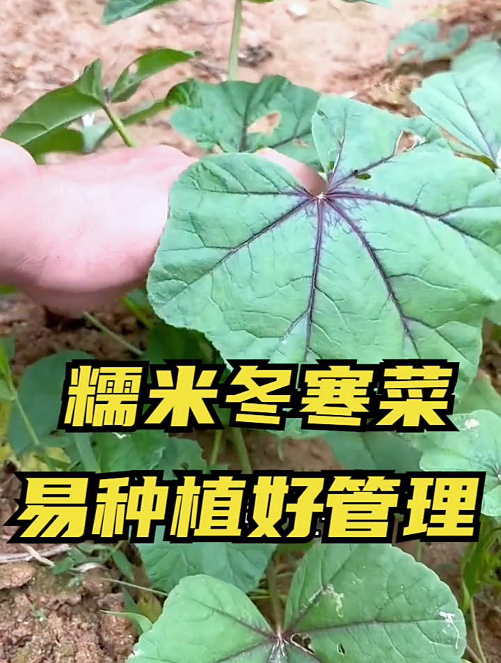 冬寒菜熬粥，止咳利咽清热解毒，可惜这野生菜只在南方有种！