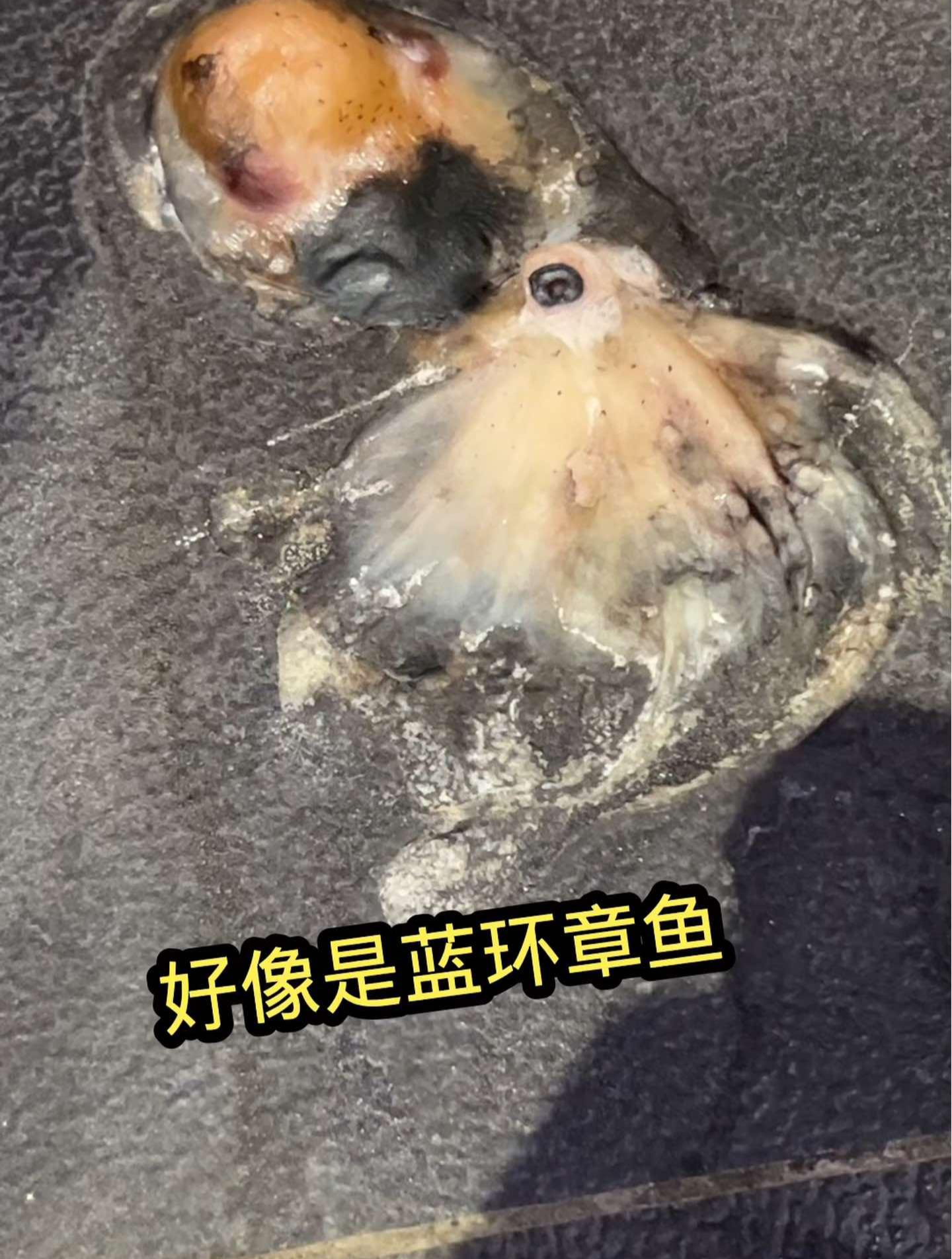 完了！蓝环章鱼跑出缸成干了！怎么处理成问题了！