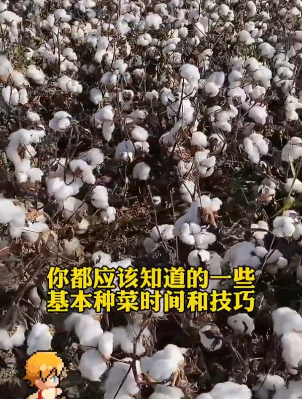 蔬菜一年四季种植的“时间表”,超详细