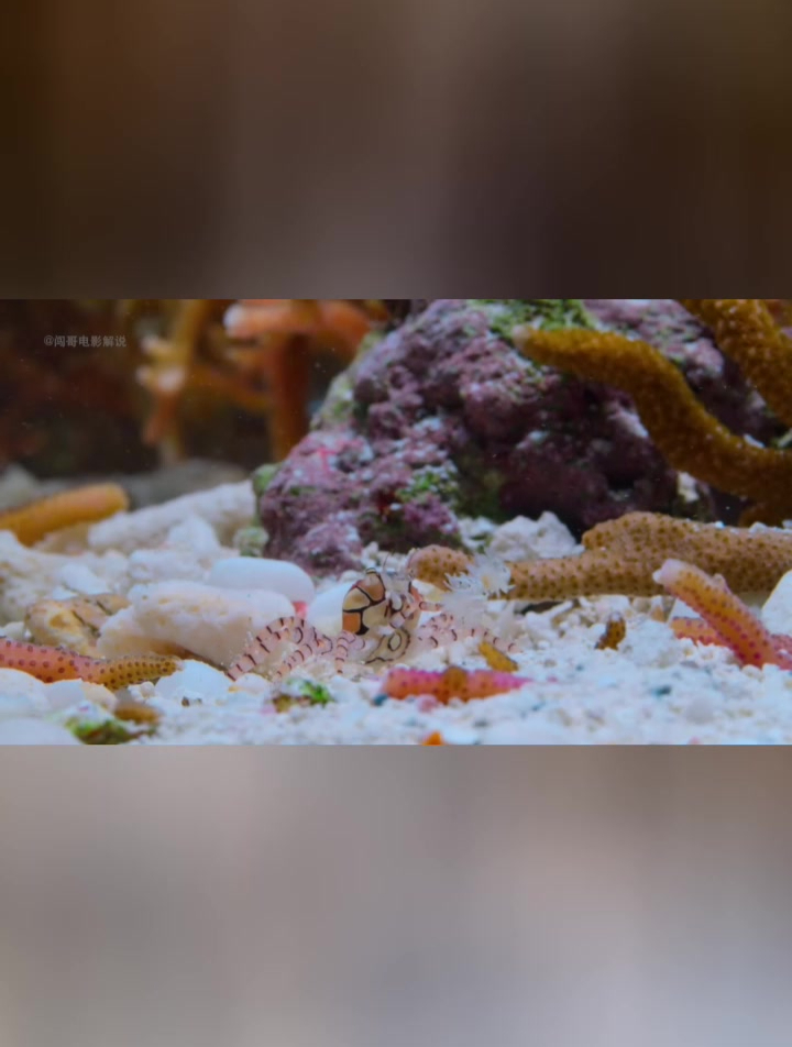 螃蟹拿海葵跳啦啦舞 螳螂虾一锤子能擦出火花 珊瑚礁的神奇生物